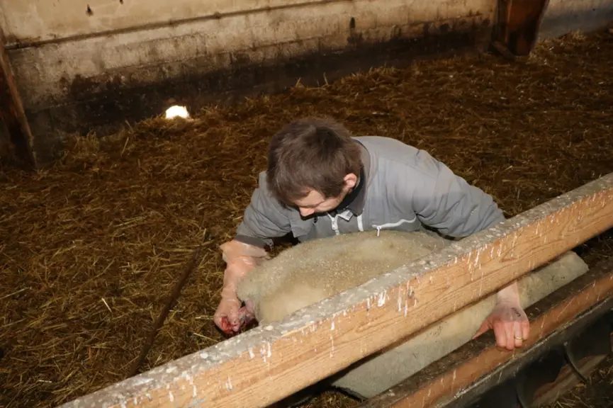Porter des gants lors de l'agnelage est important pour éviter l'introduction de germes pathogènes dans le vagin de la brebis, tout en protégeant égale