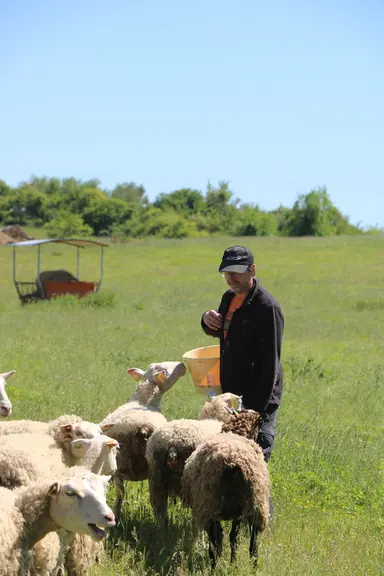 Si la relation éleveur - animal est apaisée, la surveillance et les manipulations n'en seront que facilitées.