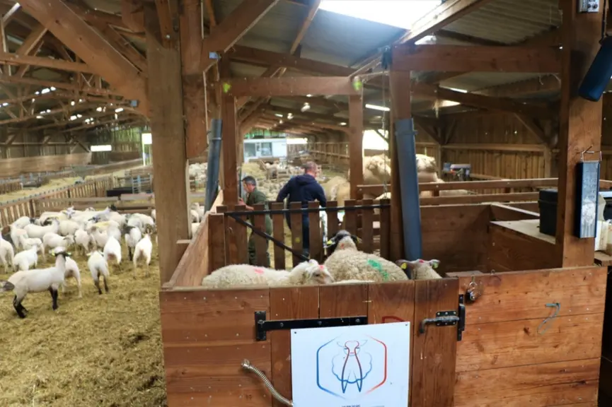 La salle de tonte surélevée permet de sécuriser l'arrivée et le départ des animaux et évite au ramasseur de laine d'être trop penché.