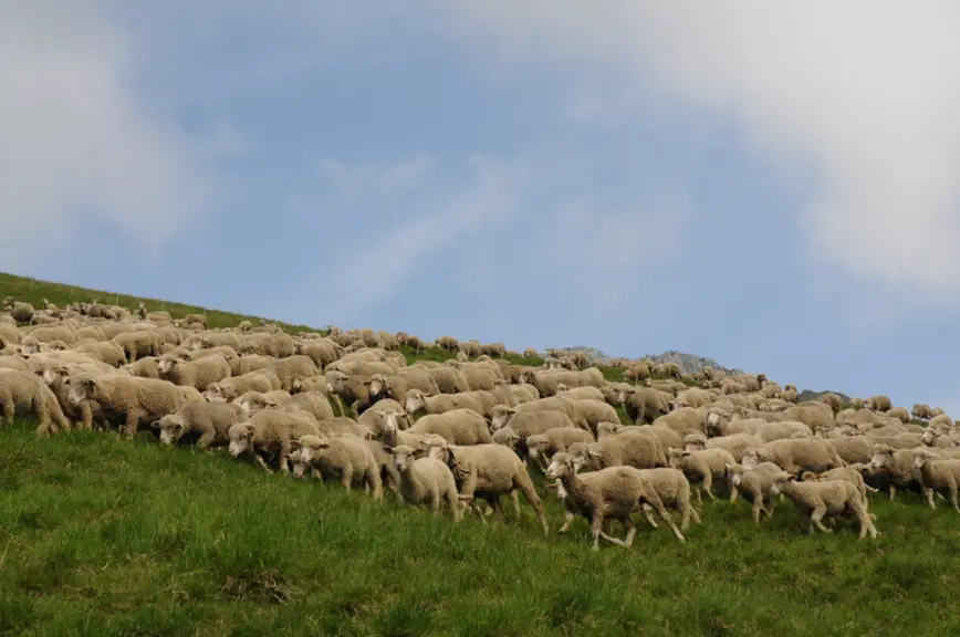 « La très forte régression du nombre d’emplois agricoles, conduisant à la désertification, a aussi accéléré le phénomène d'abandon des surfaces pastor