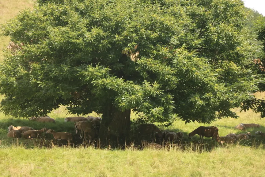 Alors que la sylviculture est une activité importante dans la montagne limousine, aucun partenariat ne s'est vraiment mis en place avec l'élevage ovin
