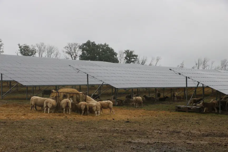 Si l'herbe vient à manquer, l'éleveur peut faire le choix d'apporter de la paille plutôt que de retirer ses animaux.