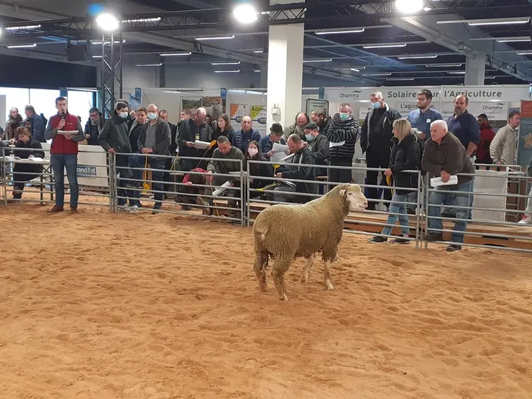 La vente aux enchères de béliers annuelle a rassemblé une quarantaine d’éleveurs le 29 septembre pour 86 béliers vendus.