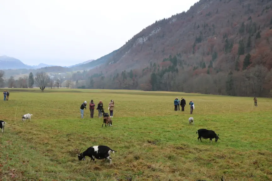 Le massif des Bauges (Savoie) est reconnue zone de présence permanente du loup depuis deux ans.