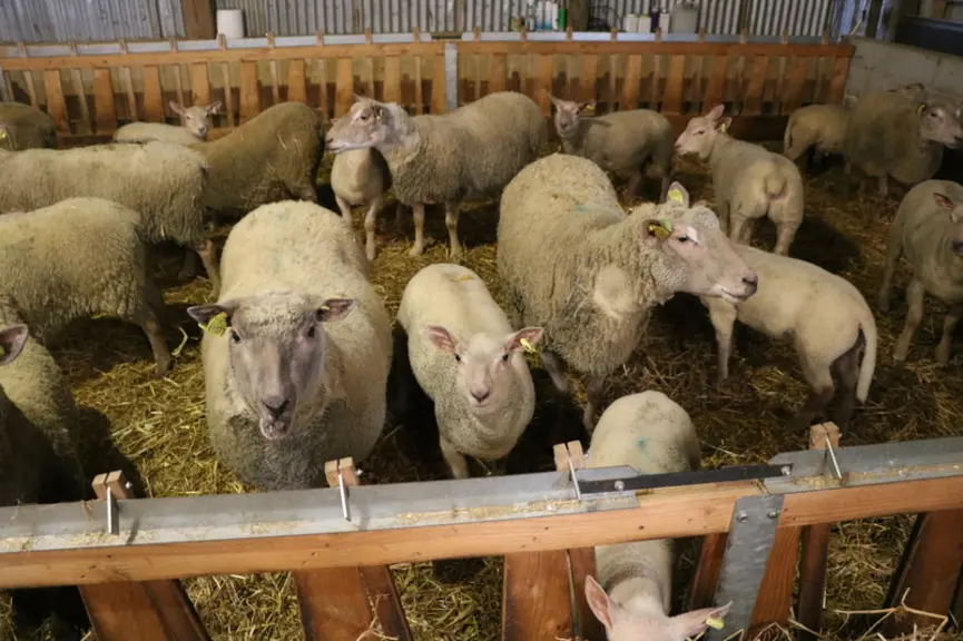 Gaël Bouvier a fait le choix du Mouton vendéen pour sa facilité à désaisonner et ainsi répondre aux objectifs du contrat en terme de répartition de la