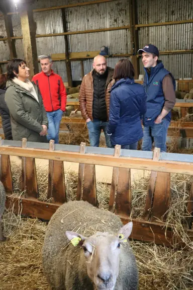 Prix et débouchés garantis avec la contractualisation en production ovine