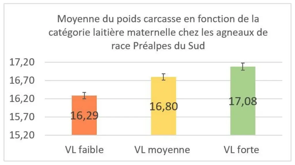 Les agneaux issus de bonnes laitières affichent un poids carcasse supérieur de 790 grammes à ceux issus de mères à faible valeur laitière.