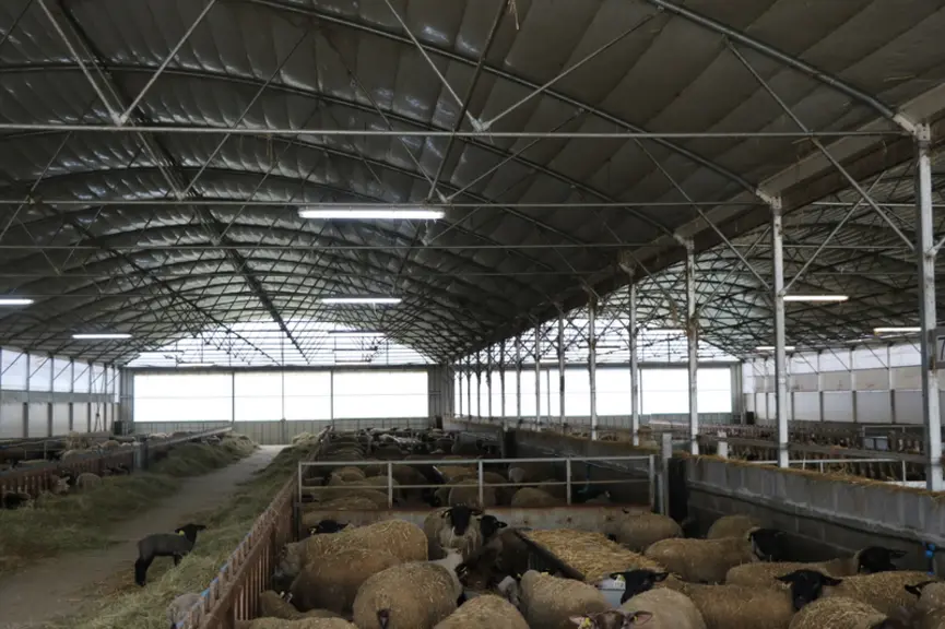 La bergerie des brebis en lactation est un tunnel doublé dans sa largeur.