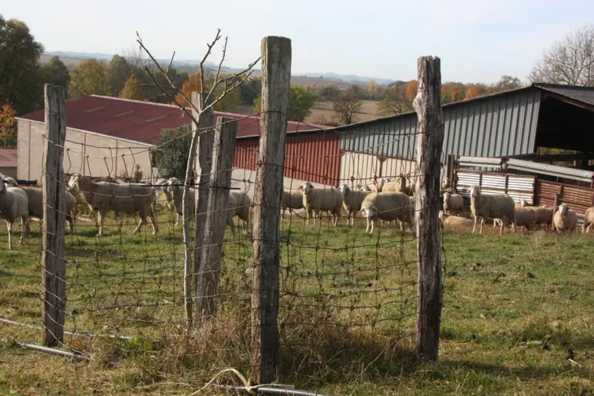 L'écopâturage dans les vergers et les terrains industriels alentour permet de consacrer la SAU à la production de céréales. 