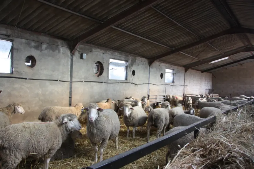 Un ancien bâtiment ayant servi pour les porcs abrite aujourd'hui les brebis.