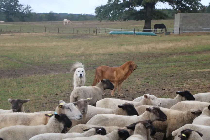 Les trois ténias larvaires que sont la cysticercose, l'échinococcose et la cœnurose sont transmis aux ovins par les canidés, notamment les chiens de p