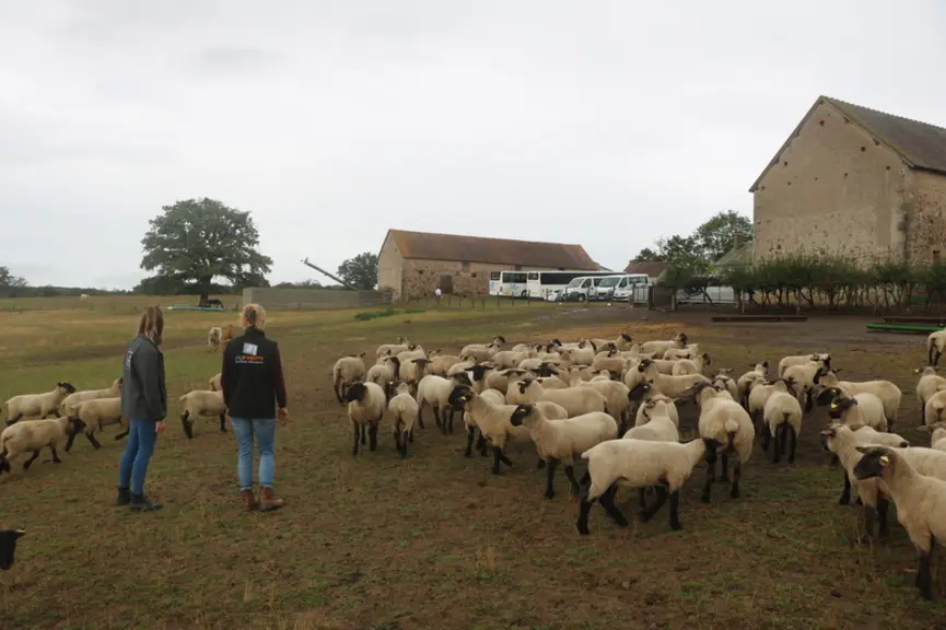 Le piétin se développe préférentiellement dans un milieu humide et souillé de fèces, propice au développement des deux bactéries responsables de la ma