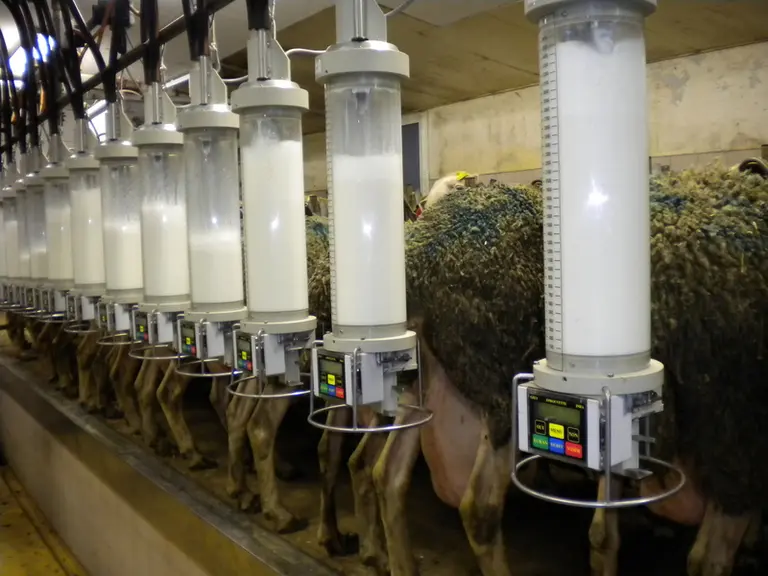 Les éprouvettes Gély mesurent automatiquement la quantité de lait et le débit de chaque brebis.