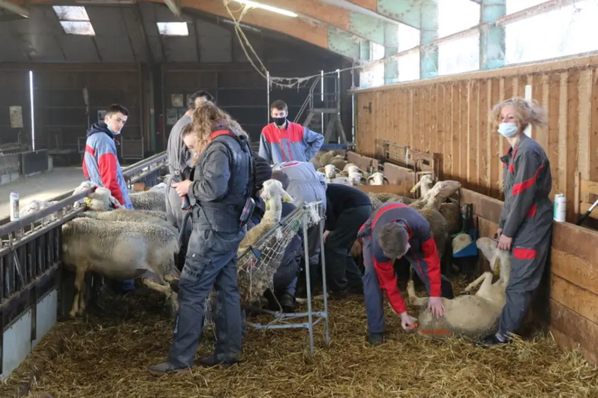 Les formations spécialisées permettent d'apprendre la théorie et la pratique simultanément, la plupart des centres étant dotés de troupe ovine.
