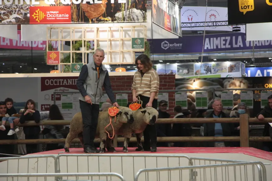 Les concours de races (ici Hampshire) ont animé le ring ovin pendant les neuf jours qu'a duré le salon.