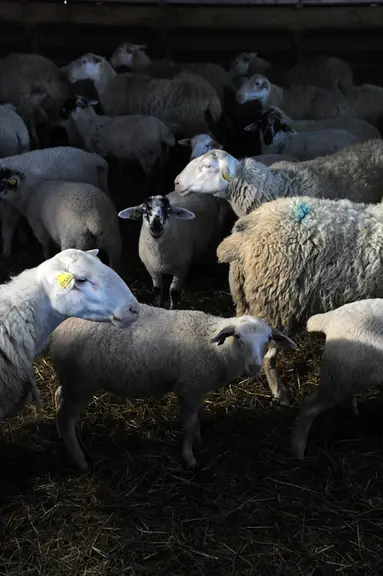 Le croisement avec des races bouchères permet de gagner en conformation, passant de la classe O à U.