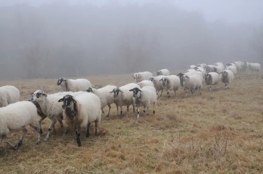 Les rava continuent aujourd'hui leur chemin, elles sont de plus en plus répandues hors de leur berceau d'origine, ce qui pourrait être un gage de pére