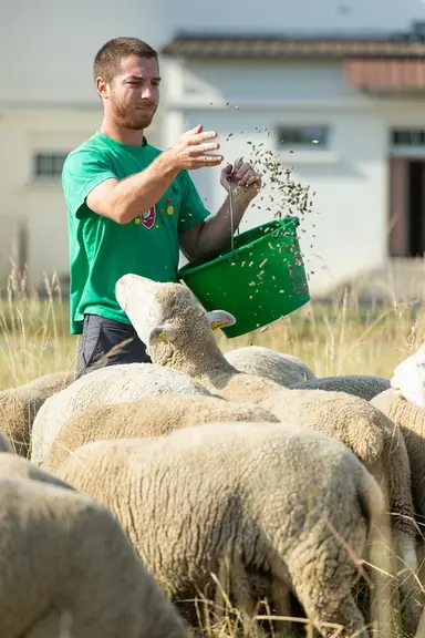 Virgil Noizet, éleveur de 650 brebis dans la Marne.