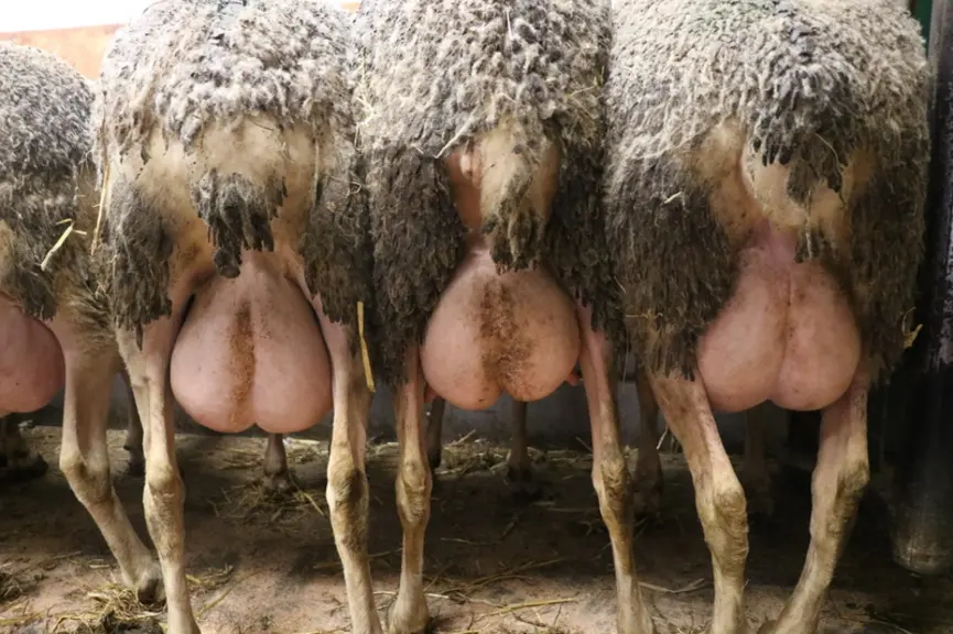De quatre à cinq mois, les mamelles sont en plein développement. Attention à ne pas fournir une ration trop riche au risque d'un dépôt graisseux à la