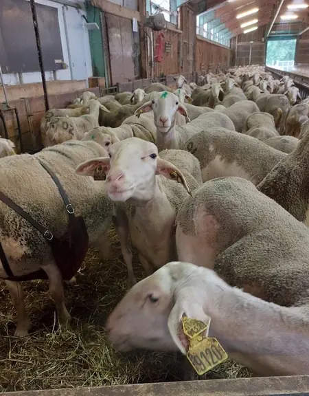 Alain Hardy, directeur d’exploitation de lycée agricole