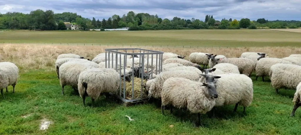 Les brebis circulent facilement autour du râtelier et mangent de tous les côtés.