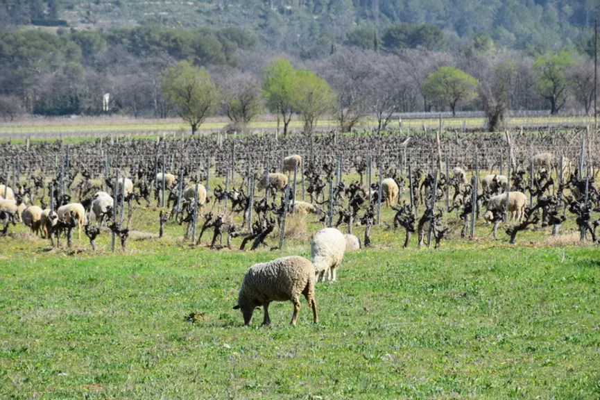 Durant l’automne et l’hiver, les brebis sont capables de valoriser l’herbe des vignes.