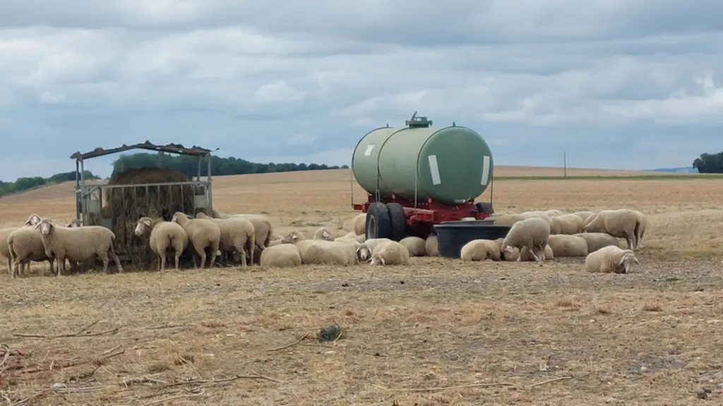 Cette année la sécheresse a obligé l'éleveur à apporter de l’enrubannage au pâturage dès le 11 juillet.