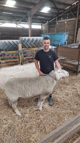 Romain Simon élève 300 brebis Est à laine Mérinos en Meurthe-et-Moselle sans apporter le moindre complément azoté.