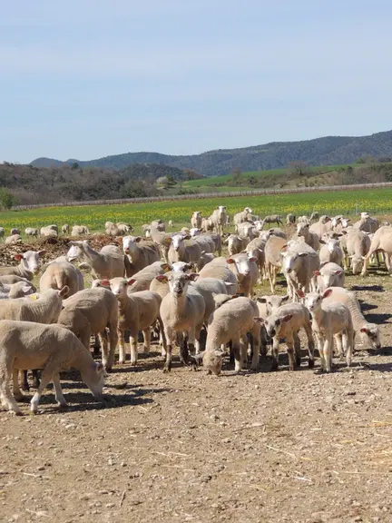 Plus de 40 % des brebis sont élevées dans des troupes comprises entre 150 et 499 têtes.