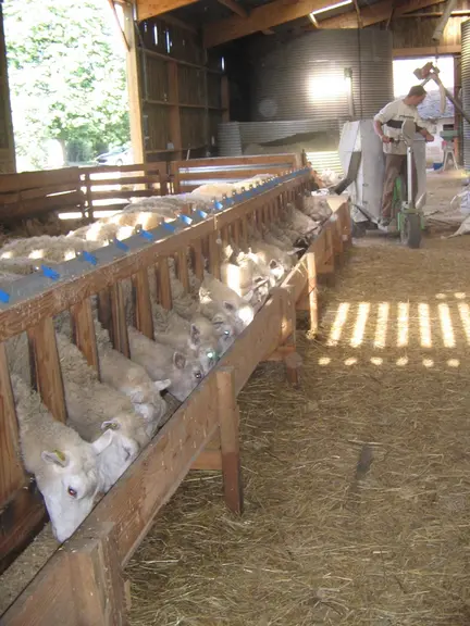 Le gain de temps d'une seule distribution quotidienne de concentré est de 15 minutes pour 25 brebis.