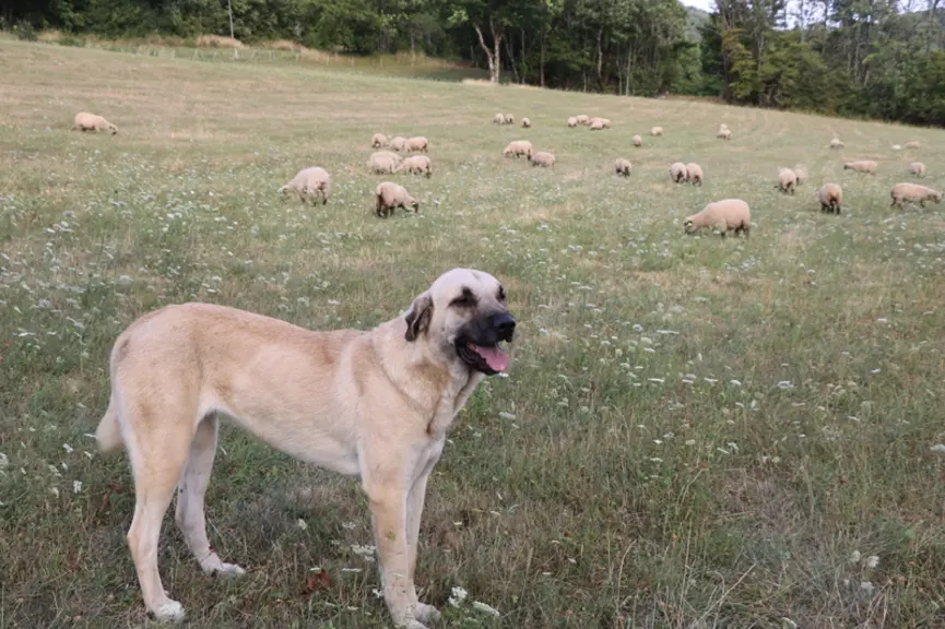 Les chiens de protection sont indispensables dans cette zone de prédation historique du lynx.