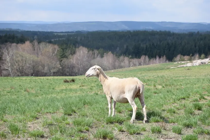 Les attentes se multiplient pour avoir des animaux plus efficients et plus résilients.