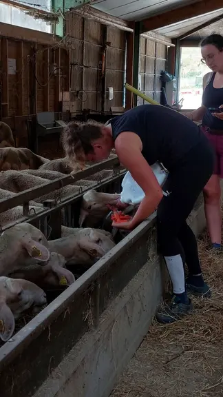 Traiter seulement les animaux qui en ont besoin réduit aussi la propagation de résistance dans la population de parasites.
