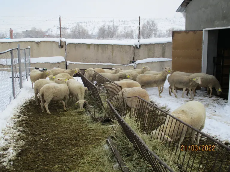 L'élevage arménien est avant tout vivrier et les ovins n'ont le droit qu'à un fourrage de piètre qualité en hiver. L'été, ils parcourent la montagne p