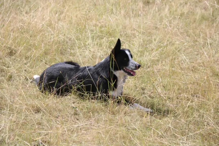 Le rappel, le stop et l'immobilité sont des ordres essentiels que le berger et le chien doivent maîtriser pour pouvoir travailler ensuite au troupeau.