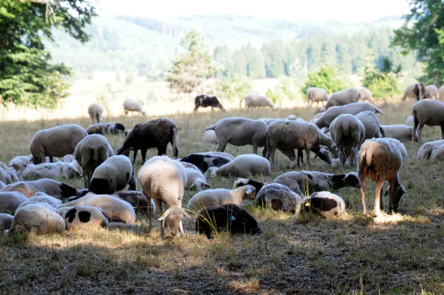 Sur la tourbière de Longeyroux, en Corrèze, le Conservatoire d'espaces naturels Nouvelle-Aquitaine accueille des moutons pour assurer la gestion exige