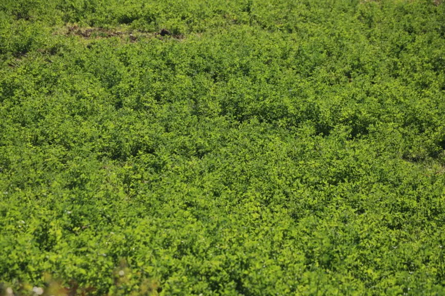 Tous les sols peuvent accueillir de la luzerne, exceptés les hydromorphes car cette plante redoute les excès d'eau hivernaux.