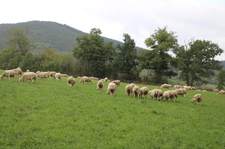 Les 300 brebis de Pierre Orcière disposent d'une ration totalement issue de la production de l'exploitation.