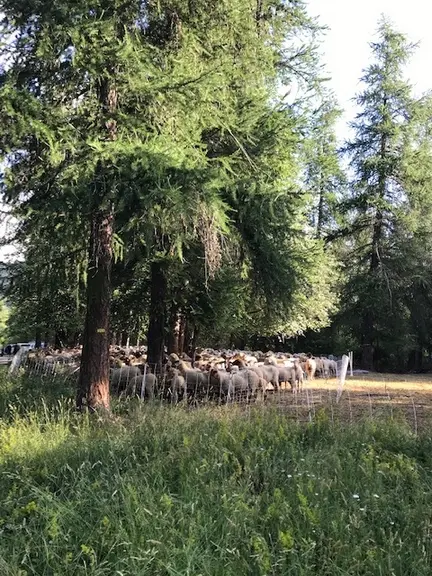 Les élèves ont découvert les enjeux du pastoralisme et de l'élevage transhumant.