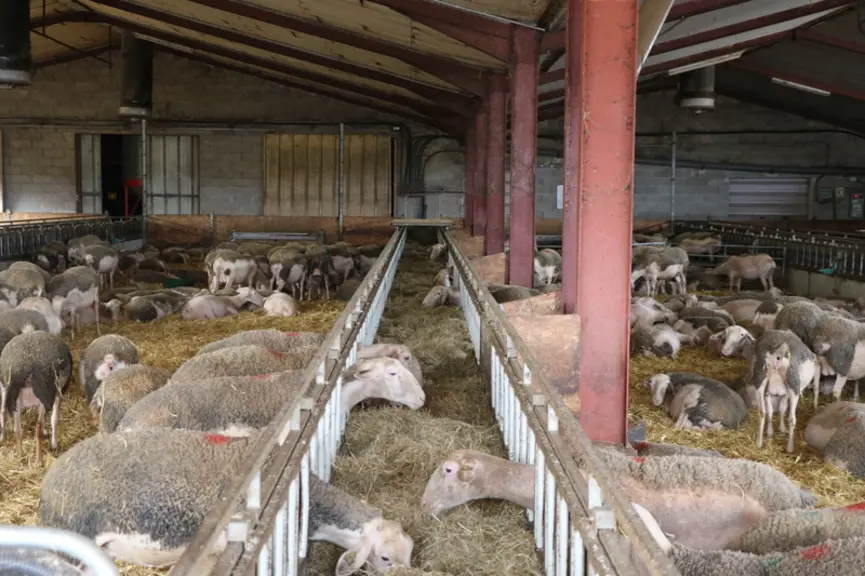 Les 550 brebis Lacaune disposent de tapis d'alimentation en bergerie, suivant un aménagement type Roquefort.