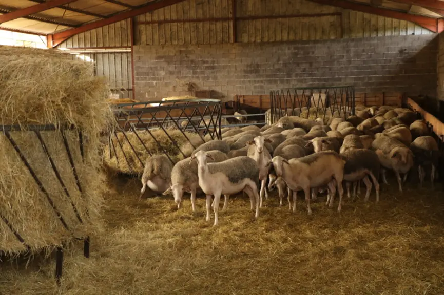 Les éleveurs ont passé beaucoup de temps à la traite au début de la première campagne car il a fallu apprendre aux agnelles le chemin pour la salle de