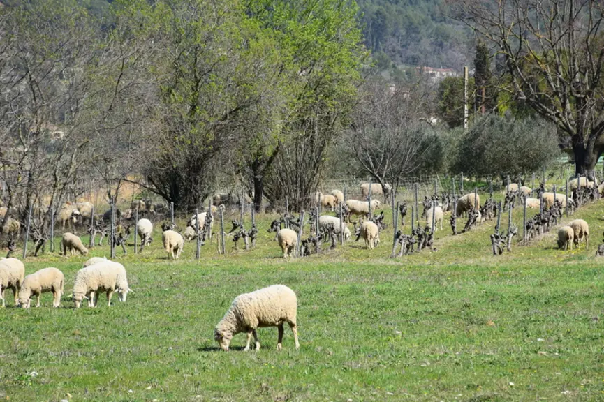 En Savoie, les éleveurs ovins s'intéressent au pâturage dans les vignes. Une pratique nouvelle pour la région, qui permettrait de faire face au manque
