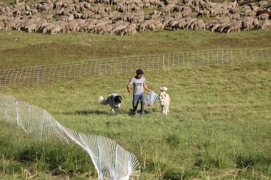 En estive, le berger doit apporter un peu moins d'un kilo de croquettes par jour et par chien. En cas de travail avec une meute, cela peut vite représ