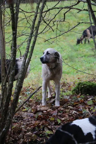 Les chiens de protection sont quotidiennement en contact avec l'environnement et les autres animaux, ce qui favorise la transmission de parasites inte