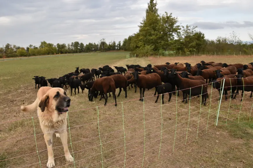 Le chien de protection va s'interposer entre l'intrus et le troupeau. Il va alors évaluer la menace que représente l'intrus et adaptera son comporteme