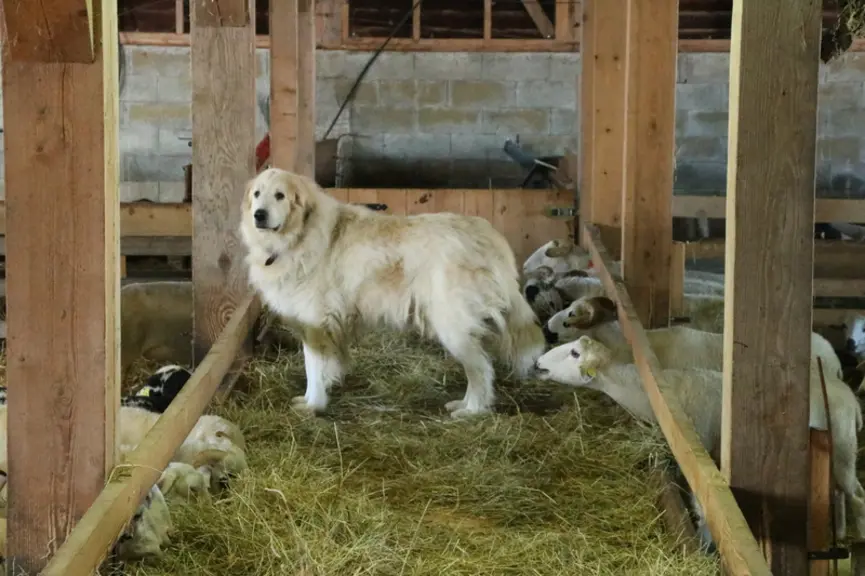 Le chien de Montagne des Pyrénées, aussi appelé patou, est très répandu en France, permettant aux éleveurs d'avoir un large choix entre les individus.