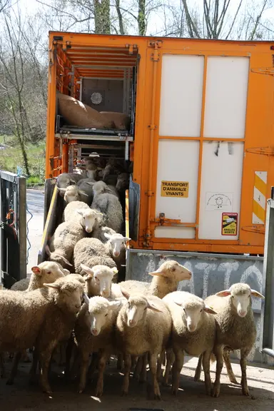 Les acheteurs concernés par la loi Egalim 2 sont : les négociants, les maquignons, les laiteries, les abattoirs, les bouchers, les GMS, les organisati