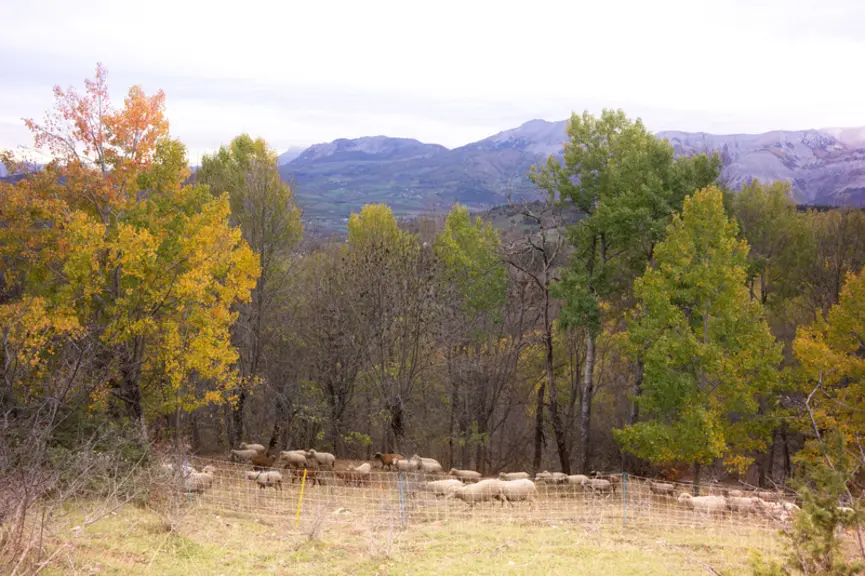 Malgré une attaque de loup tous les deux jours cet été, « même en plein jour », le couple ne souhaite pas reprendre de patou. « Nos parcs sont situés