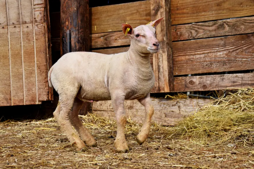 Plus l'agneau pèse lourd à la naissance, plus il a de chance de survivre. En revanche un trop gros agneau risque d'entraîner des complications à l'agn