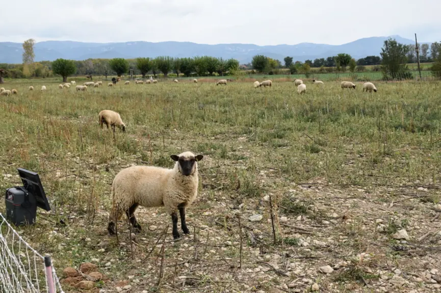 Les Schropshire pâturent deux fois sur les chaumes de tournesol : à la sortie de récolte puis en fin d’automne.